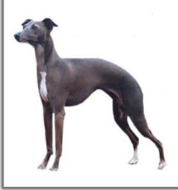 GALGO ITALIANO galgo italiano: